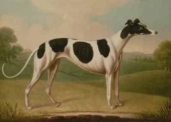 Galgo, 1800